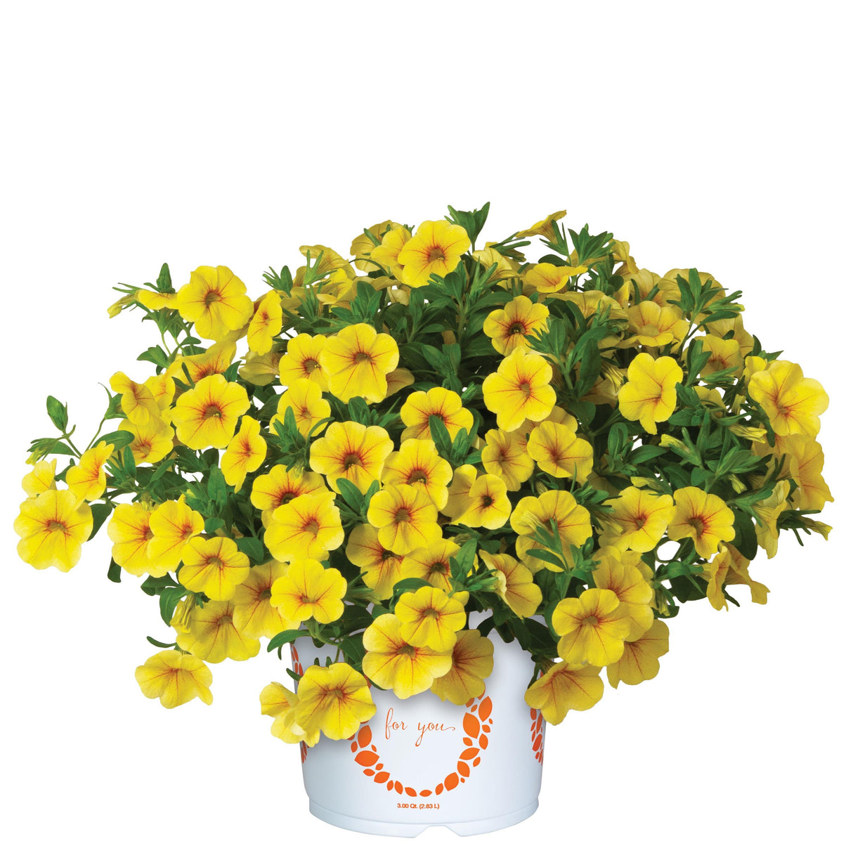 Calibrachoa Aloha Kona