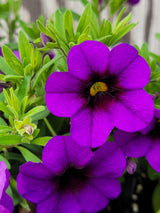 Calibrachoa Bloomtastic