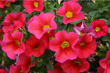 Calibrachoa Bloomtastic