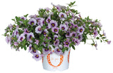 Calibrachoa Bloomtastic
