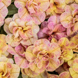 Calibrachoa Superbells® Double