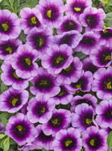 Calibrachoa Superbells®