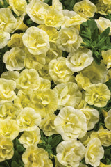Calibrachoa Superbells® Double