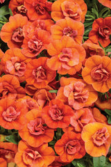 Calibrachoa Superbells® Double