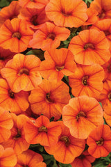 Calibrachoa Superbells®