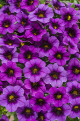 Calibrachoa Superbells®