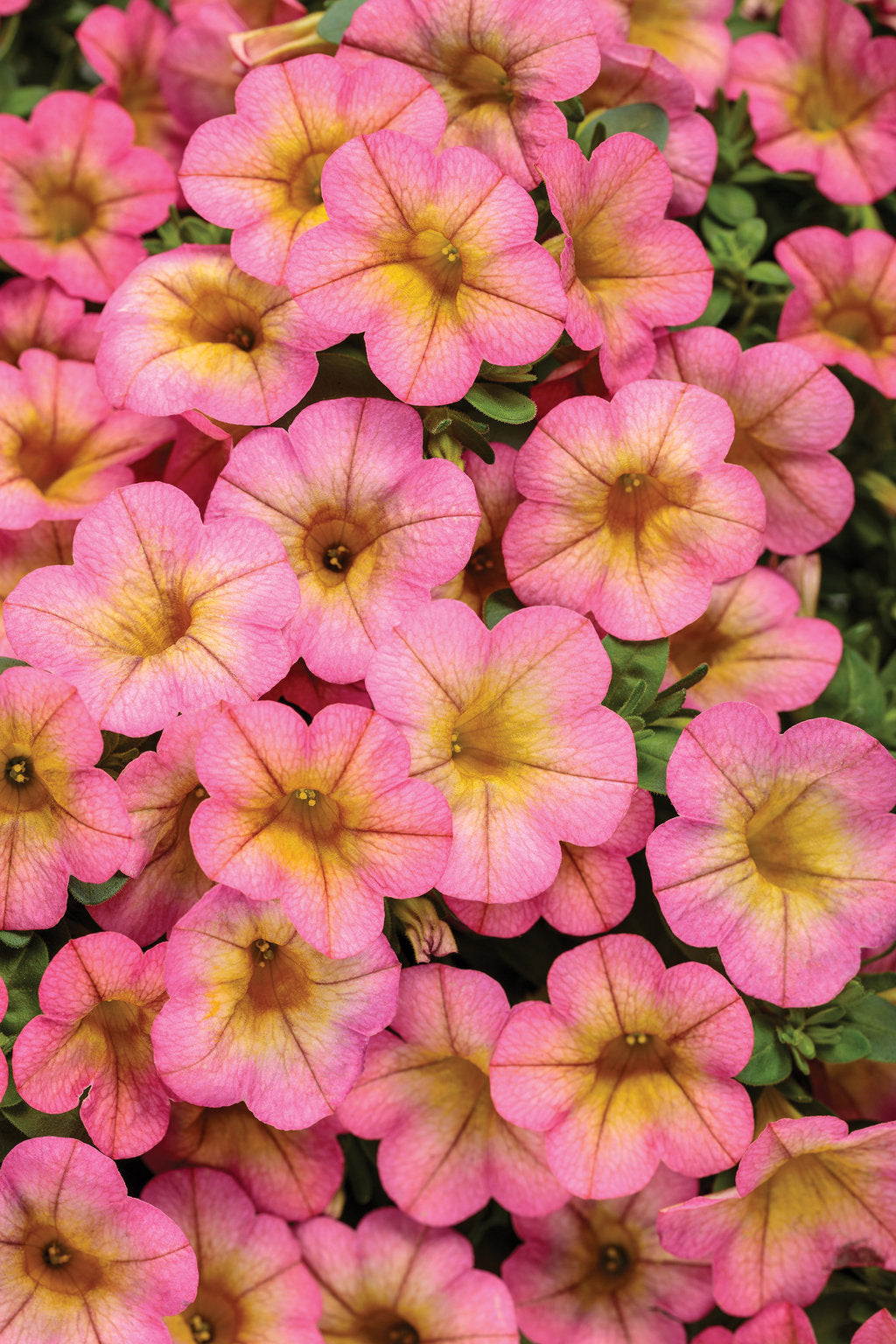Calibrachoa Superbells®