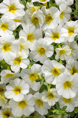 Calibrachoa Superbells®
