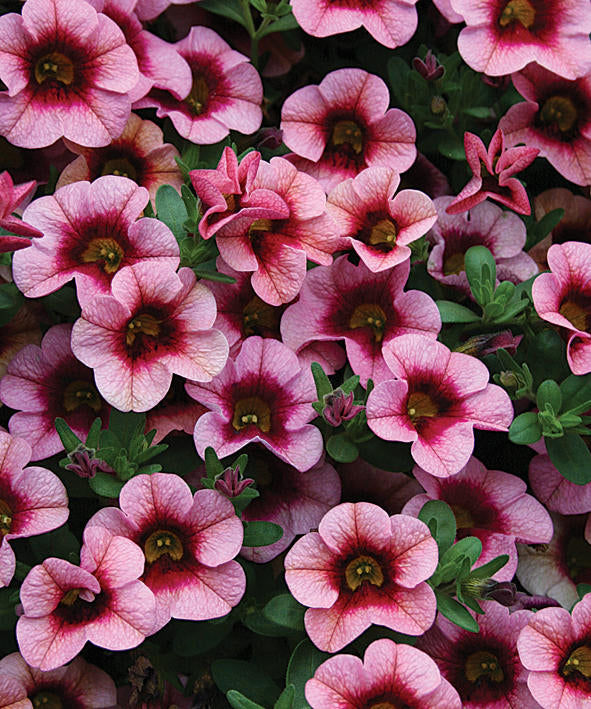 Calibrachoa Superbells®