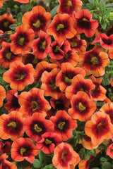 Calibrachoa Superbells®