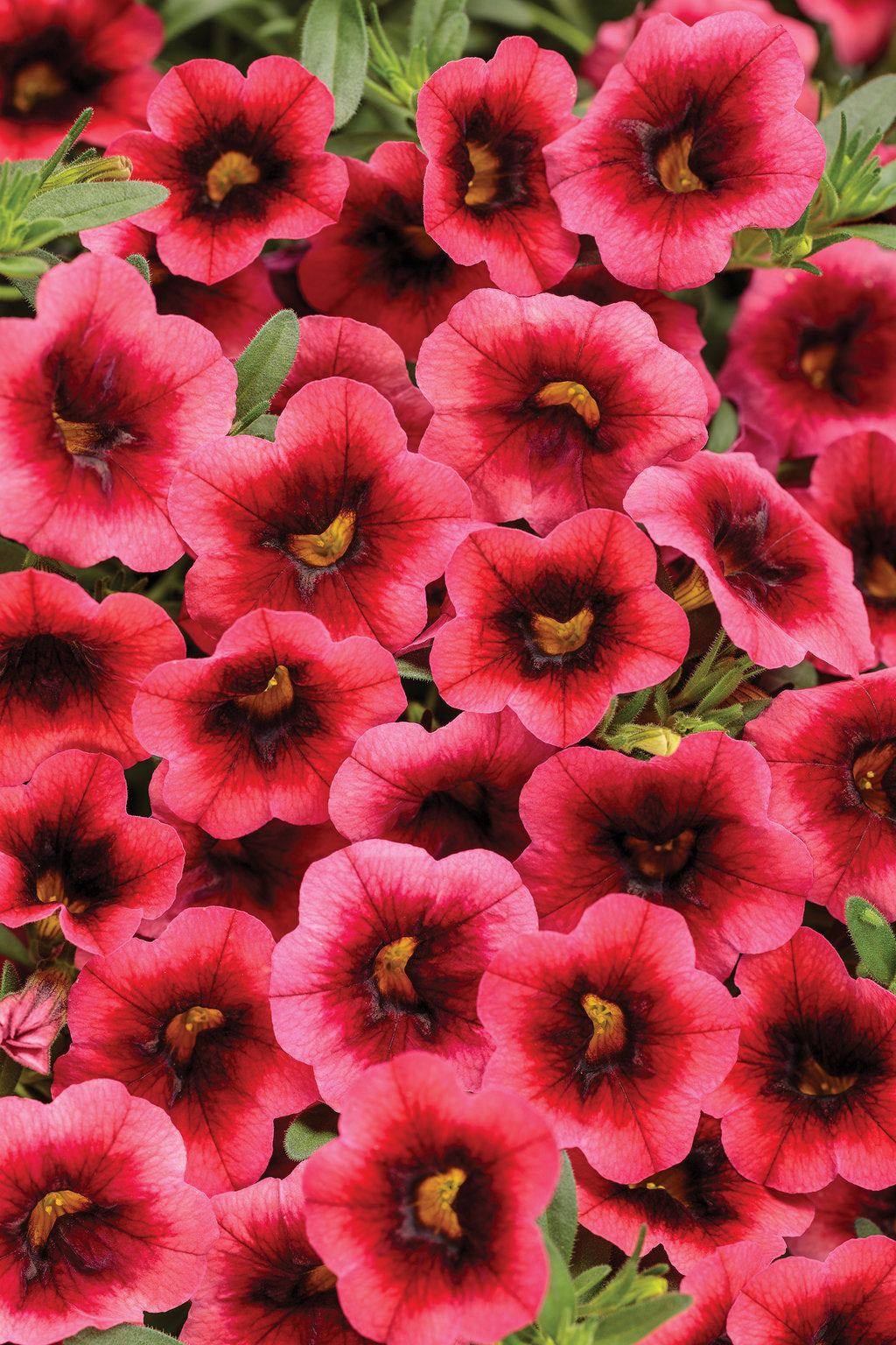 Calibrachoa Superbells®