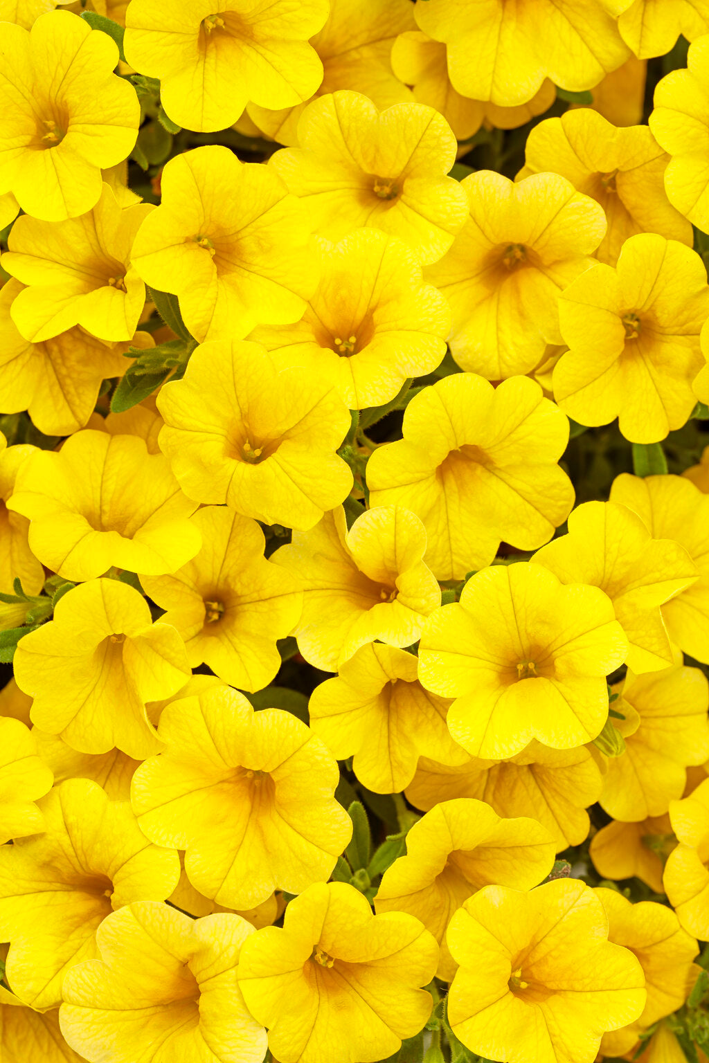 Calibrachoa Superbells®