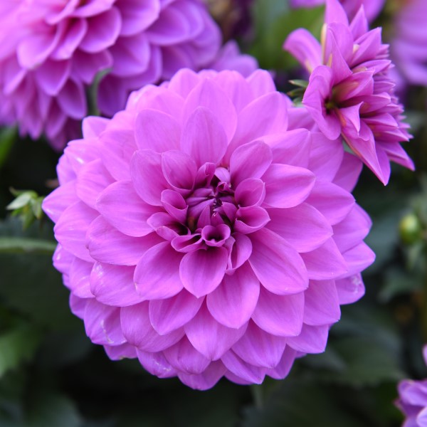 Dahlia Hypnotica