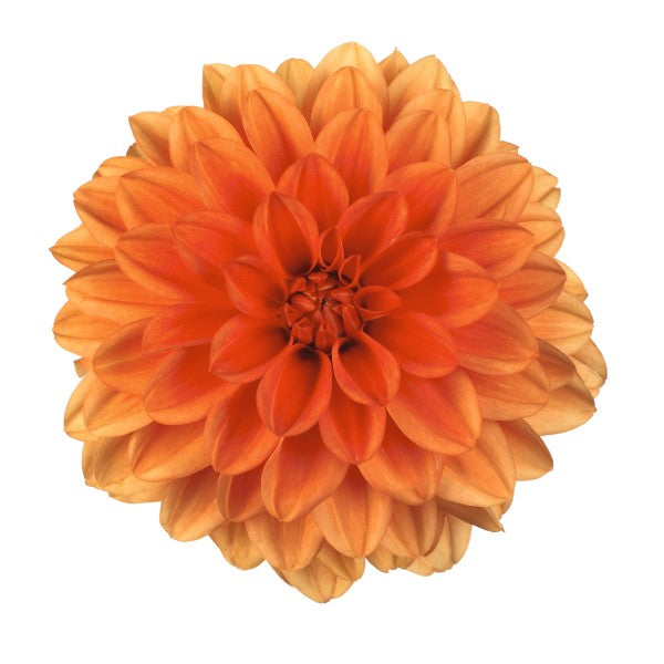 Dahlia Hypnotica