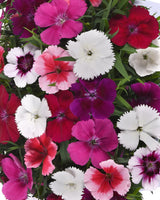 Dianthus Coronet