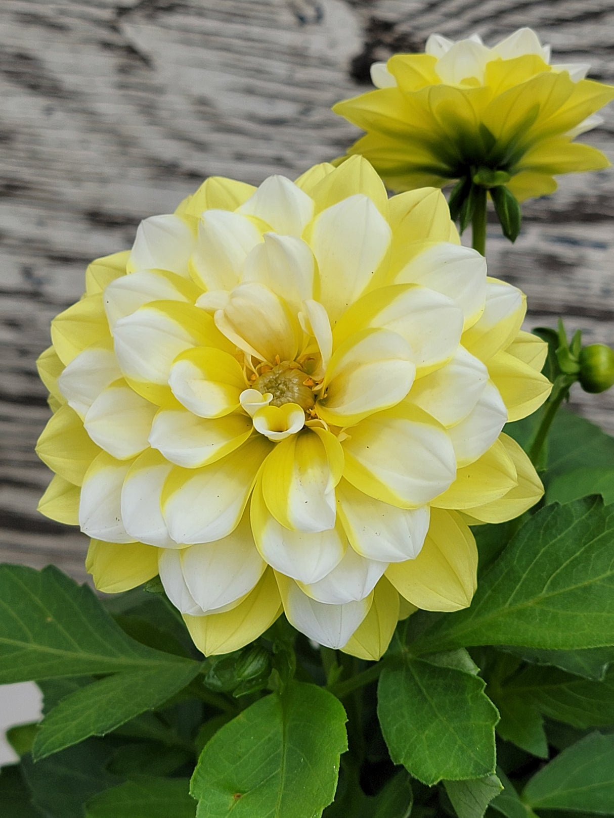 Dahlia Hypnotica