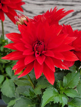 Dahlia Hypnotica