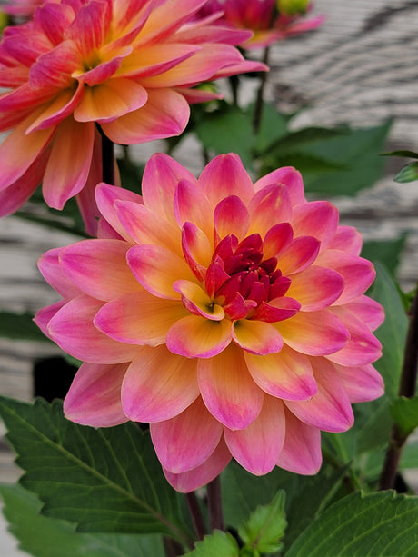 Dahlia Hypnotica