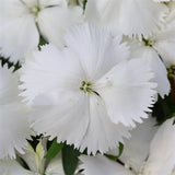 Dianthus Coronet