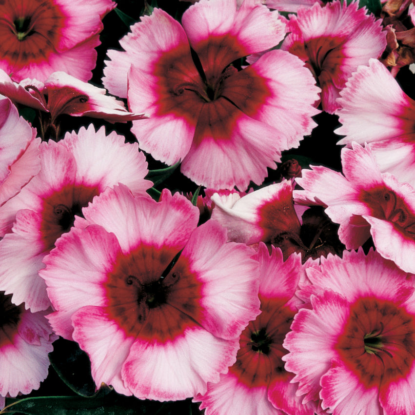 Dianthus Super Parfait