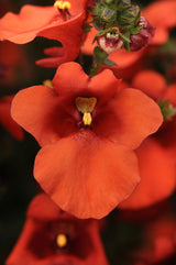Diascia Juliet