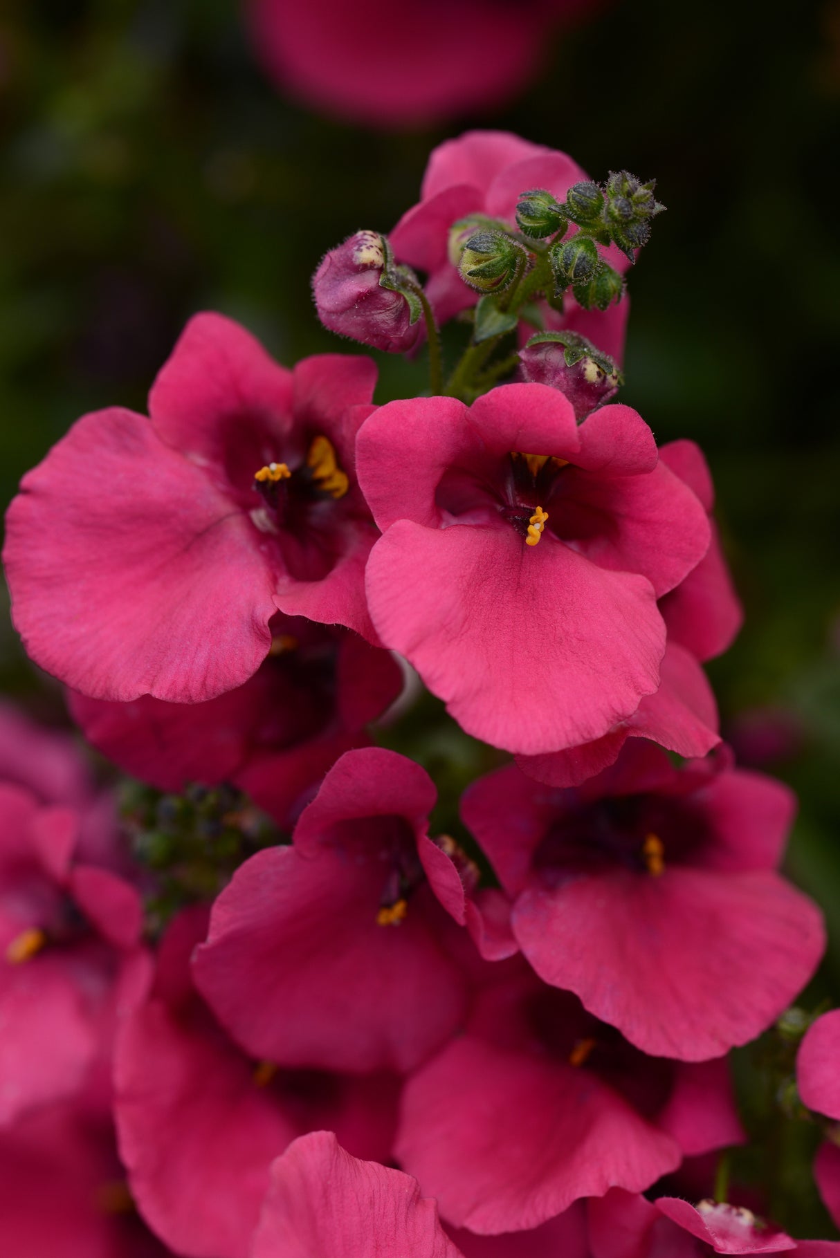 Diascia Juliet