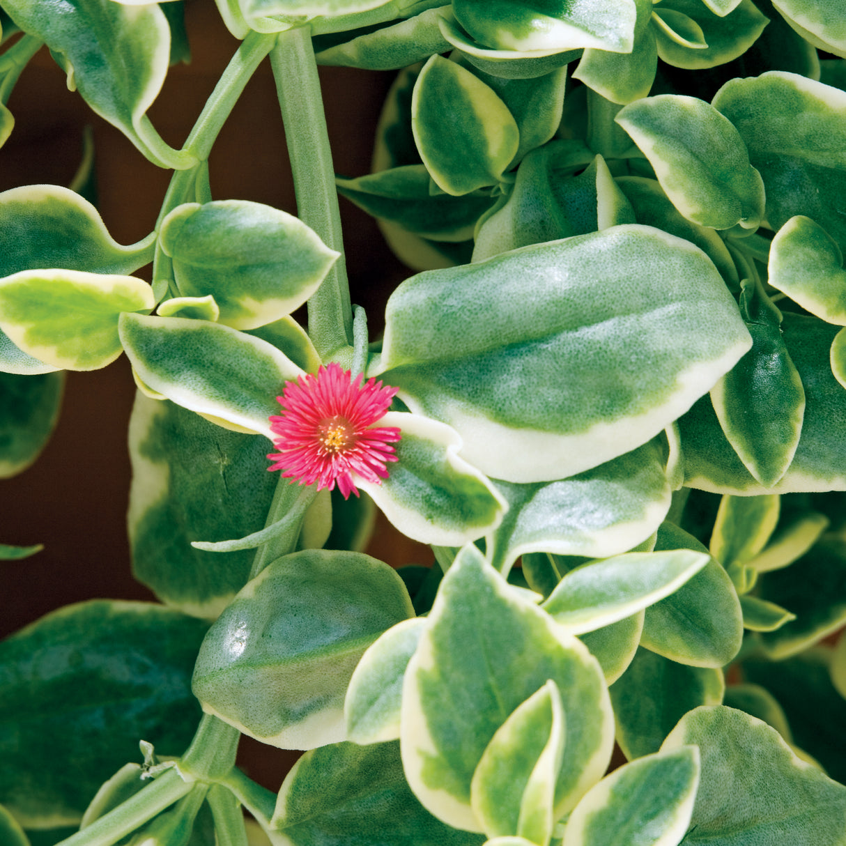 Dorotheanthus Mezoo™ Trailing Red