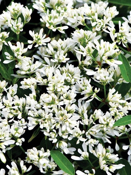 Euphorbia Starblast