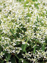 Euphorbia Starblast