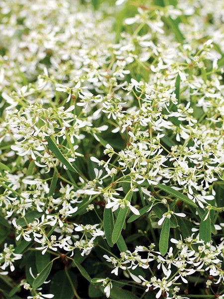 Euphorbia Starblast