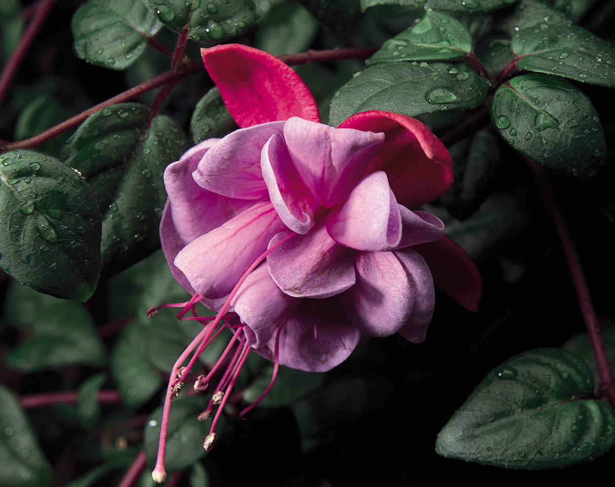 Fuchsia Trailing Blue Eyes