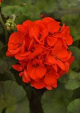 Zonal Geranium Galaxy™
