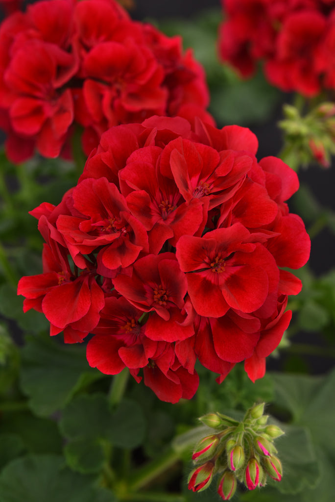 Close-up of vibrant red flowers with a blurred green background