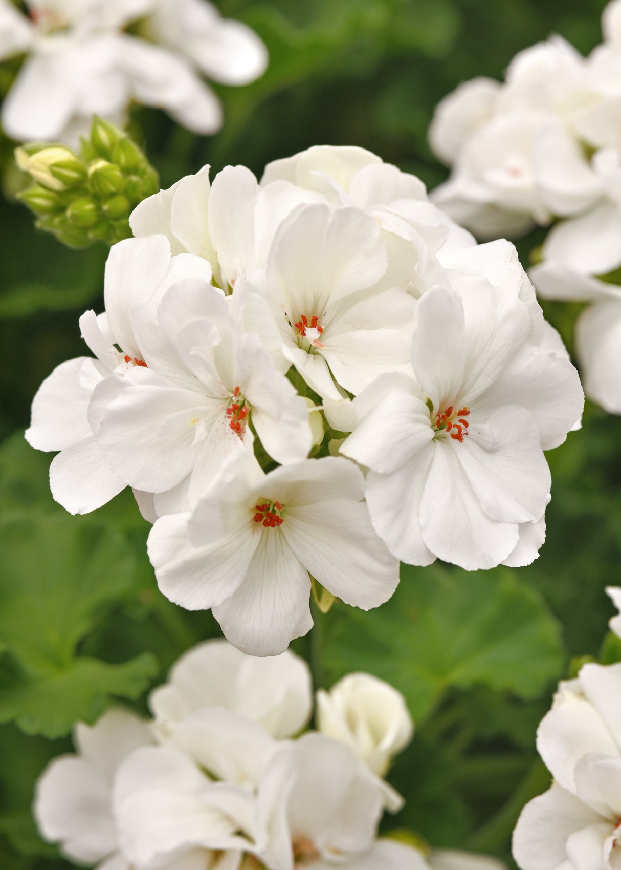 Zonal Geranium Galaxy™