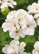 Zonal Geranium Galaxy™