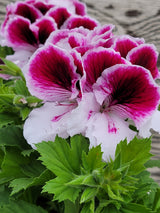 Geranium Regal Elegance