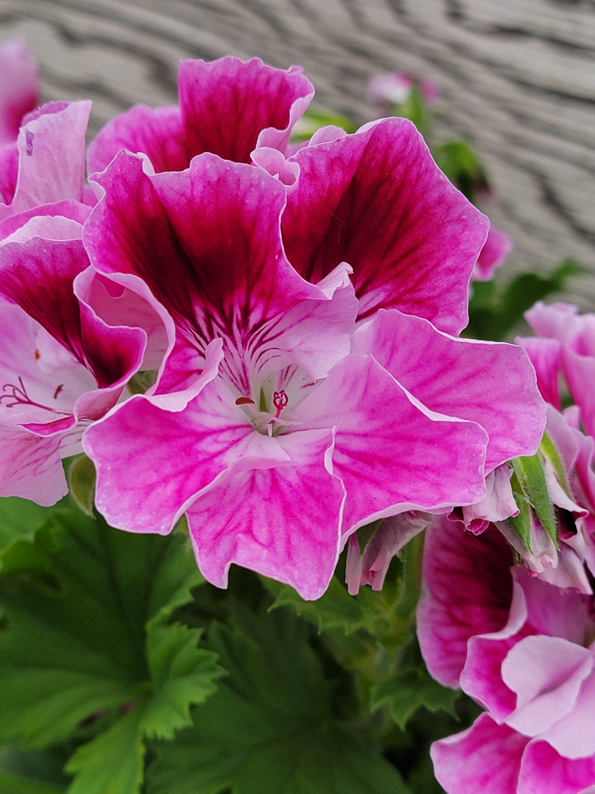 Geranium Regal Elegance