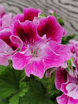 Geranium Regal Elegance