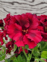 Geranium Regal Elegance
