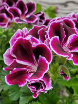 Geranium Regal Elegance