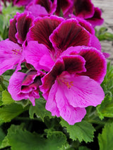 Geranium Regal Elegance