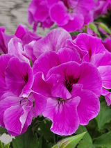 Geranium Regal Elegance