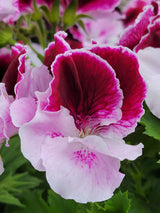 Geranium Regal Elegance