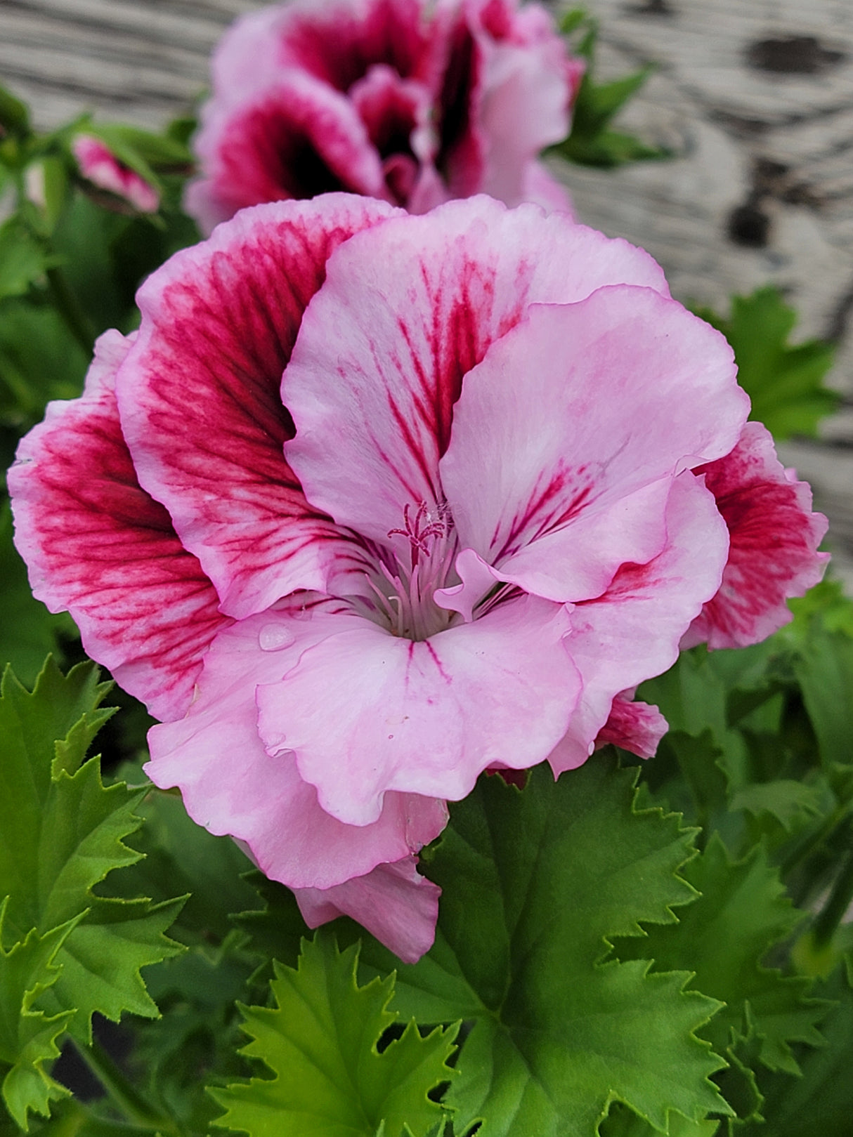 Geranium Regal Elegance