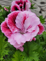 Geranium Regal Elegance