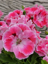 Geranium Regal Elegance