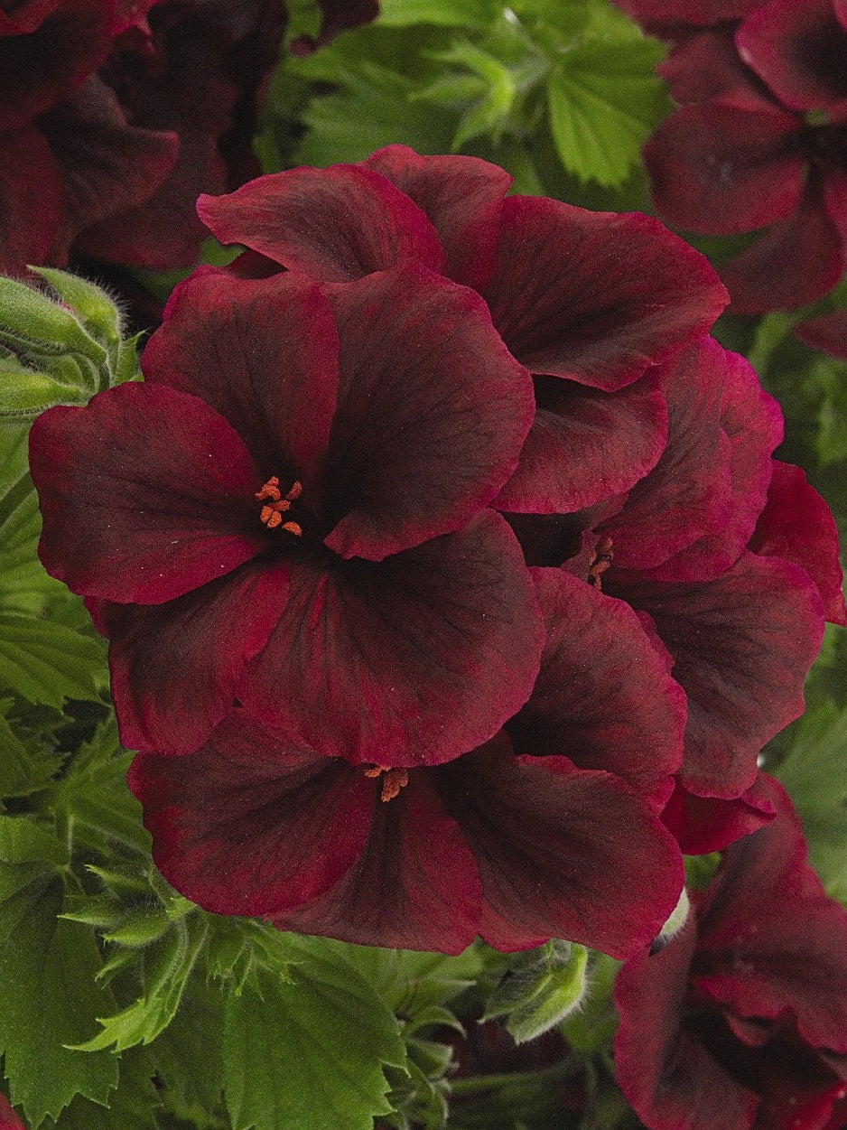 Geranium Regal Elegance