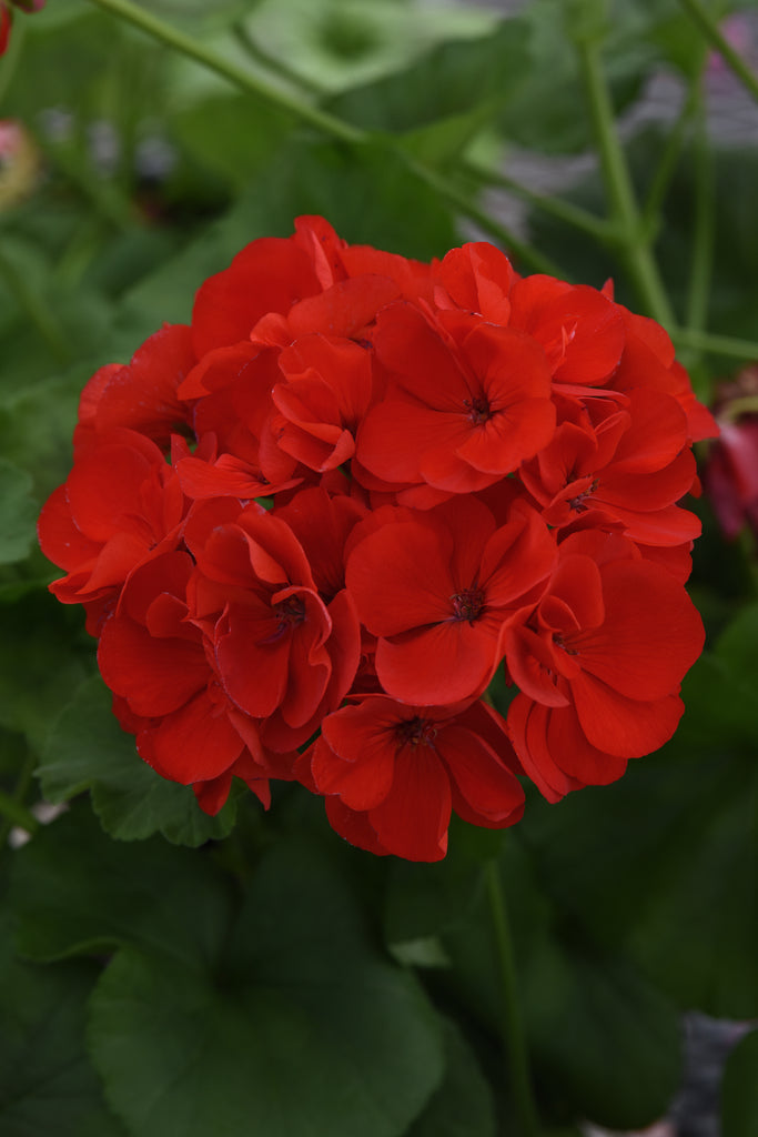 Close-up of bright red flowers with green leaves in the background