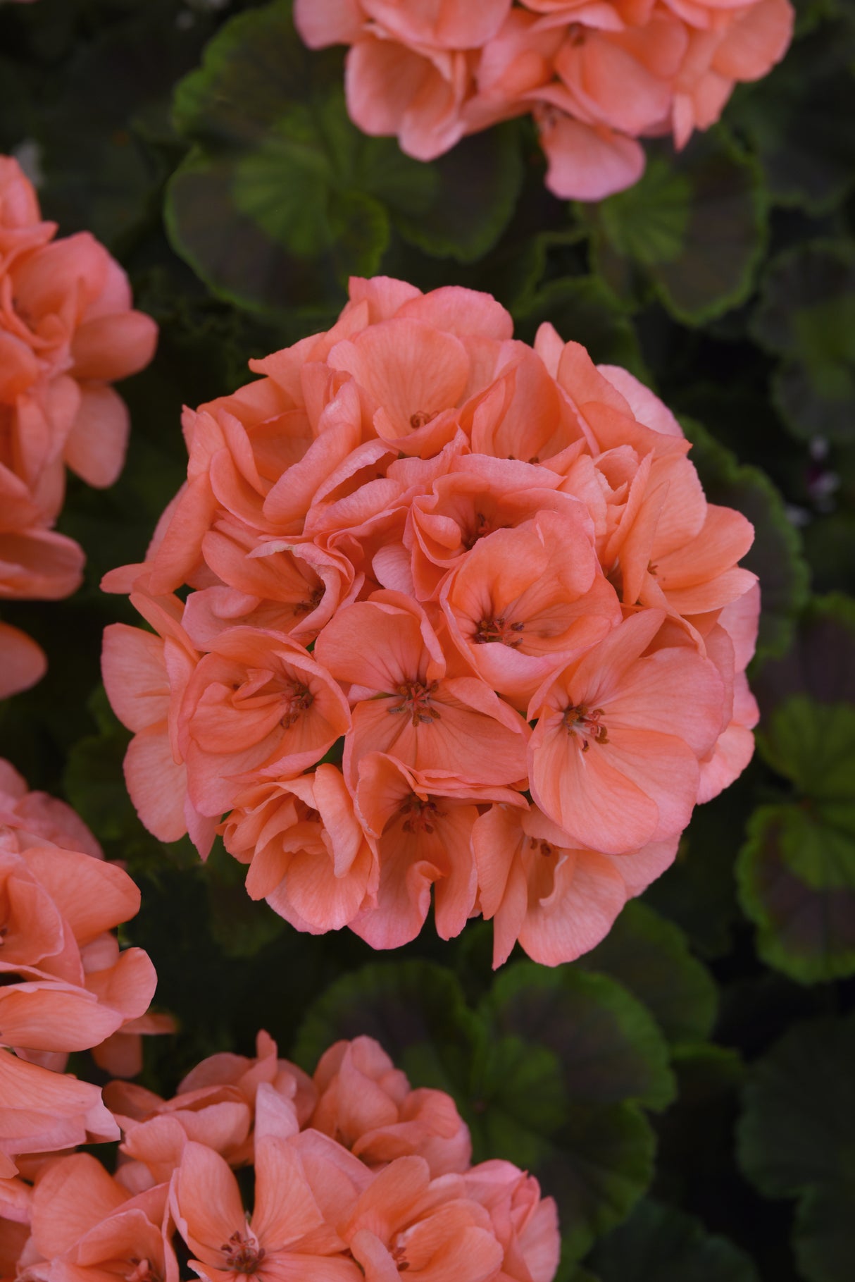 Zonal Geranium Galaxy™