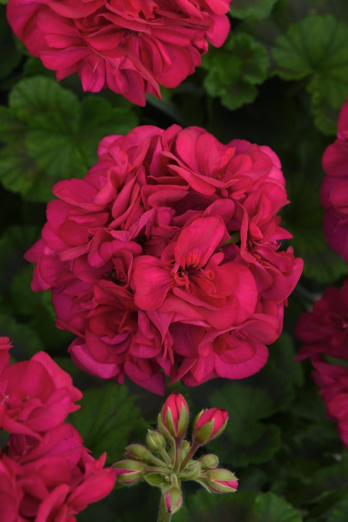 Close-up of vibrant pink flowers with green leaves